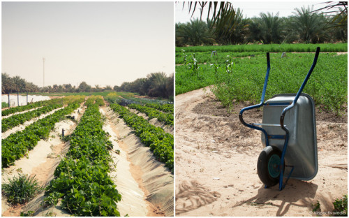 Greenheart Organic Farms - Dubai / Fujairah - © Airspectiv Media