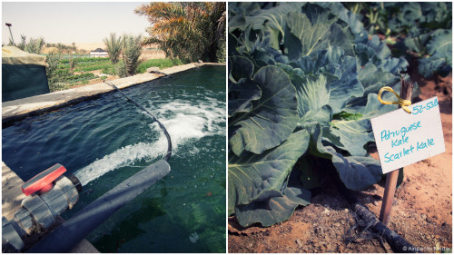 Water tank and organic kale -  - Greenheart Organic Farms - Dubai / Fujairah - © Airspectiv Media