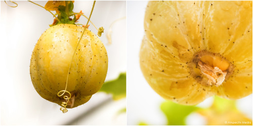 Lemon cucumbers - Greenheart Organic Farms - Dubai / Fujairah - © Airspectiv Media