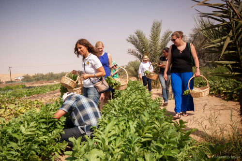 Greenheart Organic Farms - Dubai / Fujairah - Airspectiv Media