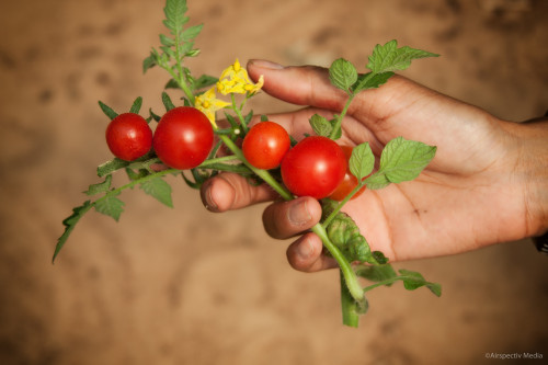 Cherry tomatoes - Greenheart Organic Farms - Dubai / Fujairah - Airspectiv Media