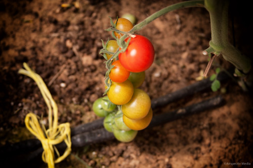 Cherry tomatoes - Greenheart Organic Farms - Dubai / Fujairah - Airspectiv Media