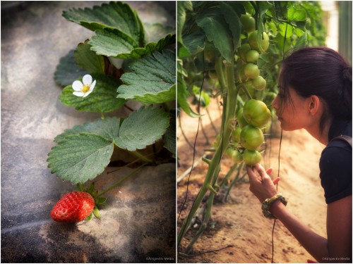 Strawberries and Beefsteak tomatoes - Greenheart Organic Farms - Dubai / Fujairah - Airspectiv Media