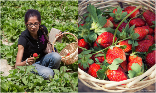 Organic strawberries - Greenheart Organic Farms - Dubai / Fujairah - © Airspectiv Media